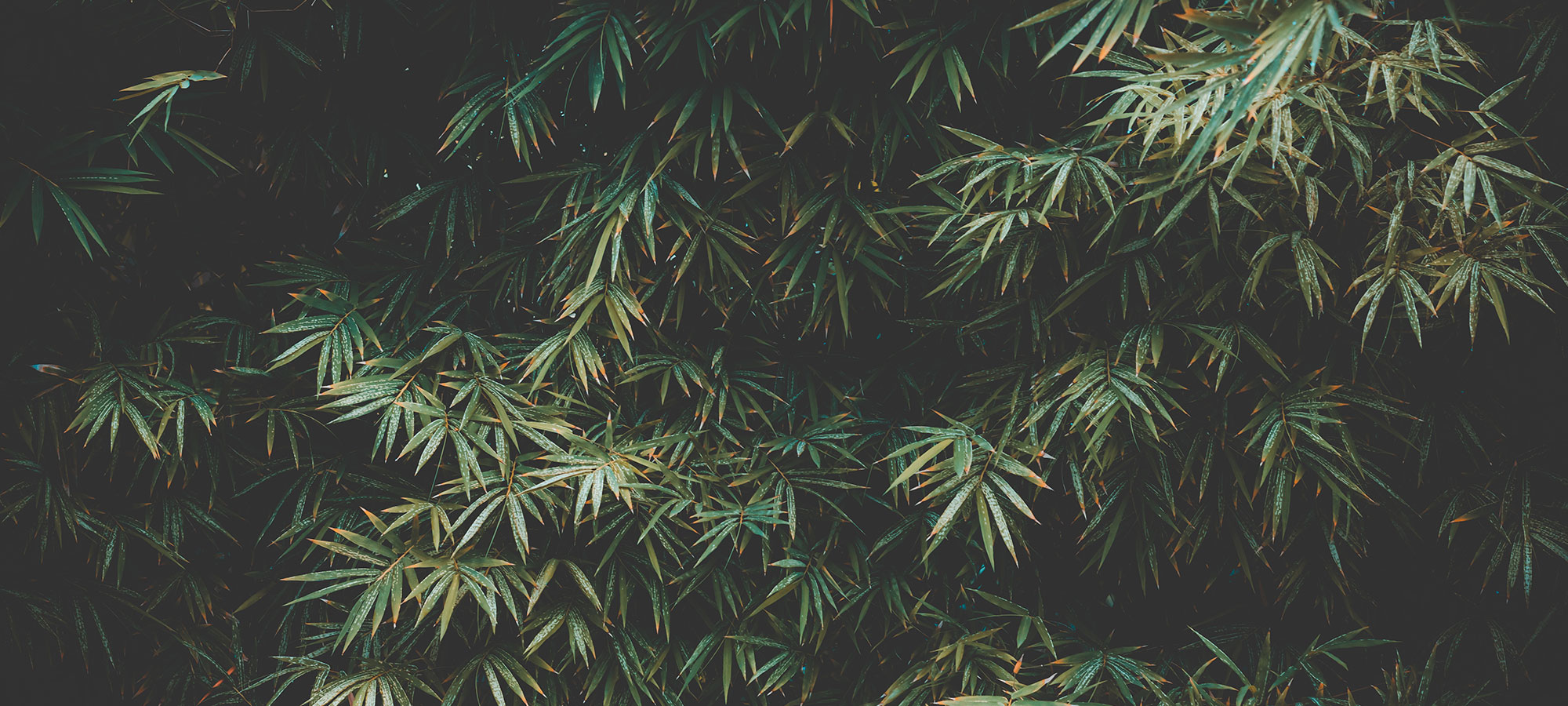 Bamboo Leaves